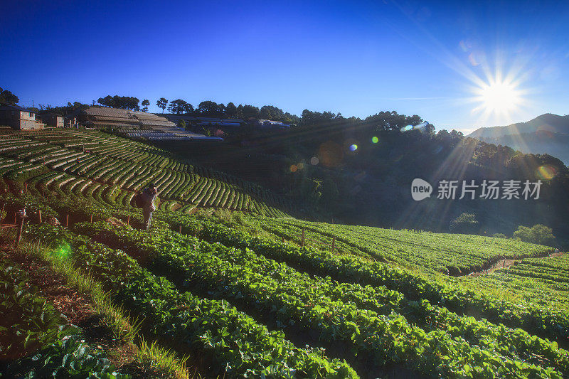 日出在草莓田梯田在doi angkang，清迈，泰国。